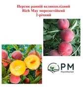 Персик ранній великоплідний Rich May морозостійкий 2-річний