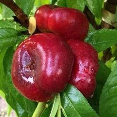 Нектарин інжірни сорти