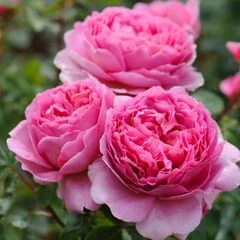 Саджанці піоновидної троянди