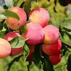 Слива пізні сорти