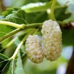 Шовковиця білі сорта