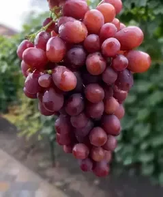 Виноград ранні сорти