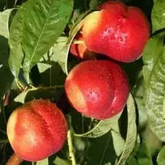 Нектарин пізні сорти