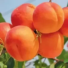 Абрикоси середні сорти