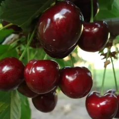 Черешні середні сорти