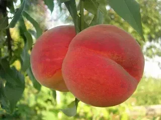 Персик середні сорти