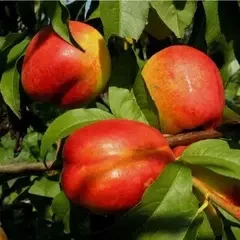 Нектарин середні сорти