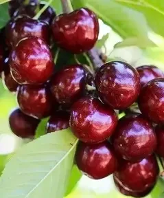 Черешня колоновидна