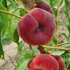 Персик інжирні сорти