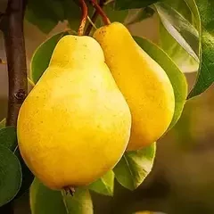 Груші ранні сорти