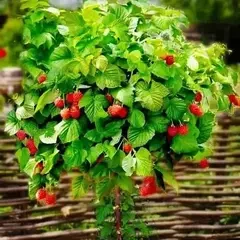 Малинове дерево