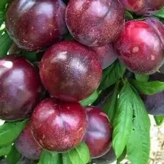 Слива диплоїдні сорти