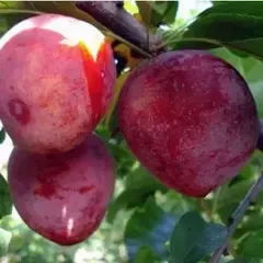 Слива ранні сорти