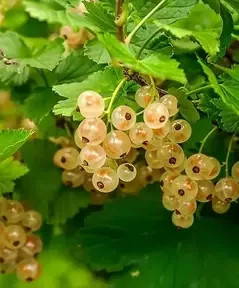 Смородина біла