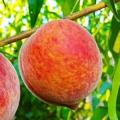 Персик ранні сорти