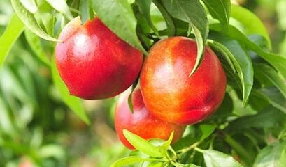 Нектарин ранні сорти