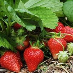 Полуниця ранні сорти