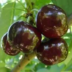 Черешні пізні сорти