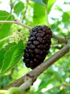 Шовковиця чорні сорта