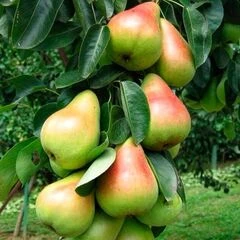 Груша колоновидна