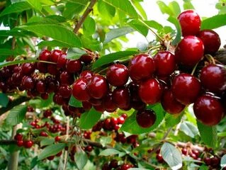 Черешня