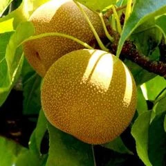 Груші азіатські