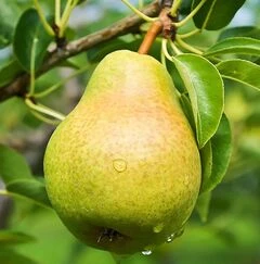 Груші середні сорти