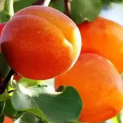 Абрикоси пізні сорти