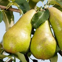 Груші пізні сорти