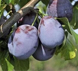 Слива середні сорти