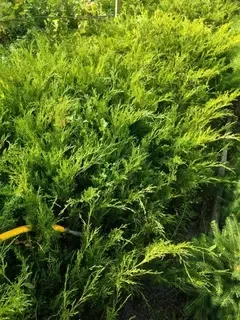 Вічнозелені кущі