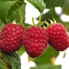 Малина пізня