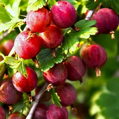 Агрус колючковый