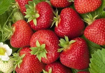 Полуниця ремонтантні сорти