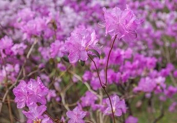 Квітучі кущі