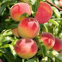 Персик колоновидний