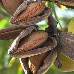 Миндаль їстівний