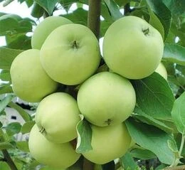 Яблуні ранні сорти