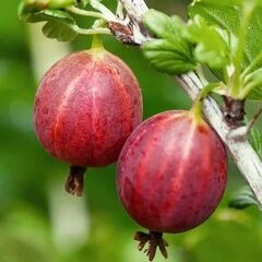 Агрус безколючковий