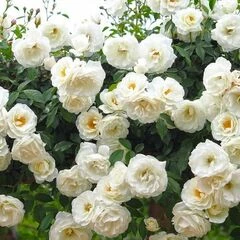 Саджанці плетистих троянд