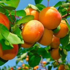 Абрикоси ранні сорти