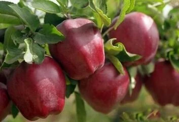 Яблуні пізні сорти