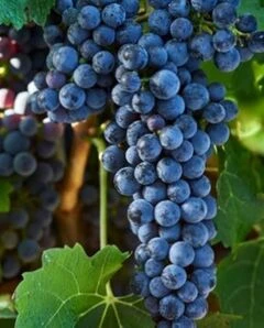 Виноград середні сорти
