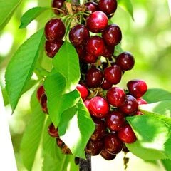 Вишня колоновидна