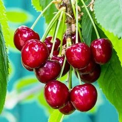 Вишні середні сорти