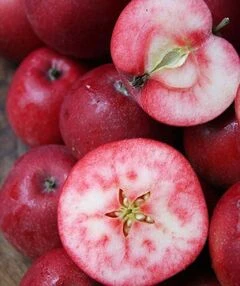 Яблуні червономясі сорти