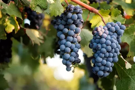 Розділи: Виноград