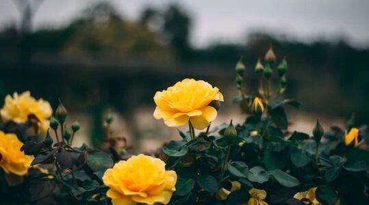 Розділи: Саджанці троянд