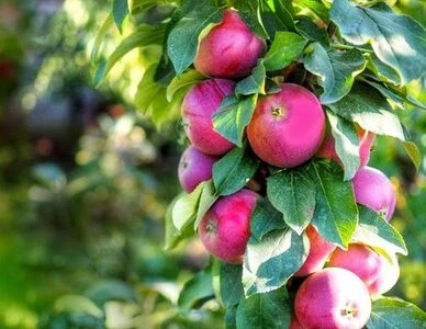 Розділи: Саджанці колоновидних плодових дерев