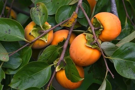 Розділи: Екзотичні саджанці